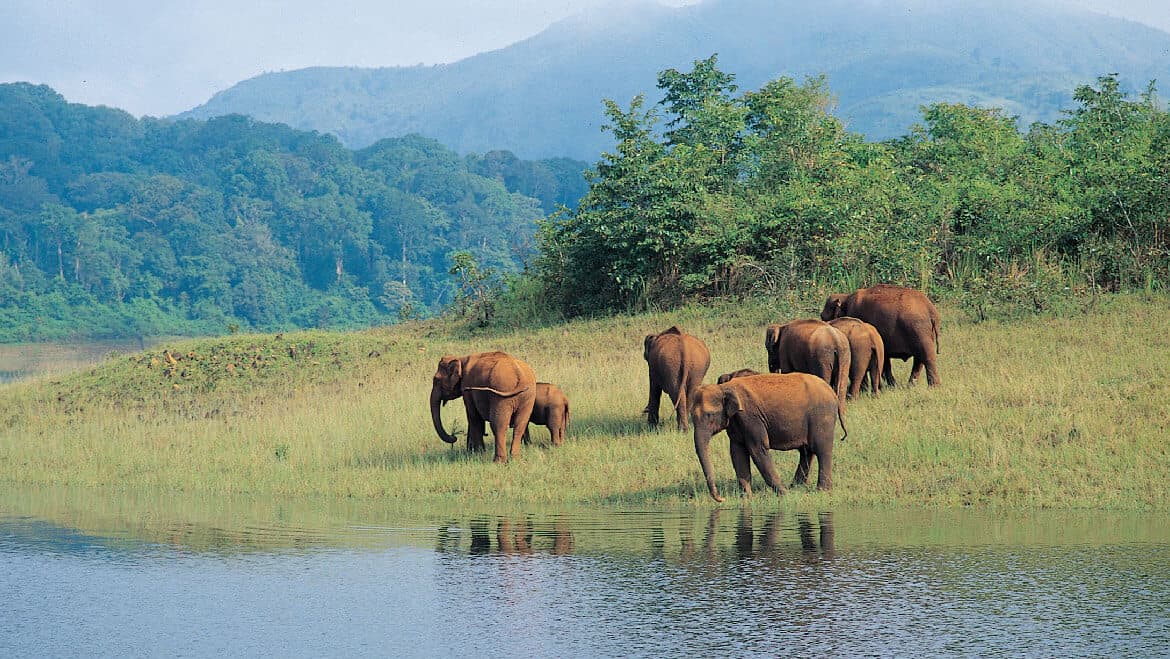 thekkady periyar national park & wildlife sanctuary